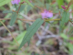 Thomasia paniculata