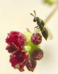 Tetrastichinae