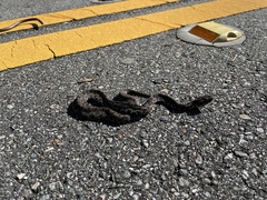 Sistrurus miliarius barbouri