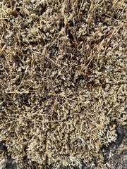 Racomitrium lanuginosum