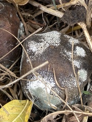 Penicillium