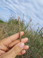 Ammophila arenaria