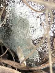 Penicillium