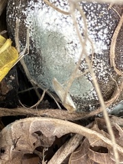 Penicillium