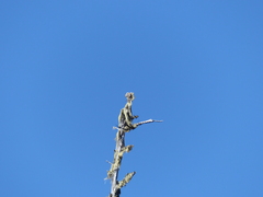 Acroscyphus sphaerophoroides