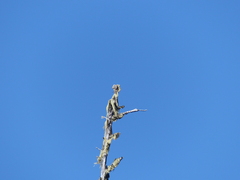 Acroscyphus sphaerophoroides