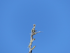 Acroscyphus sphaerophoroides