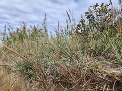 Ammophila arenaria