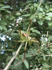 Neobarrettia hakippah