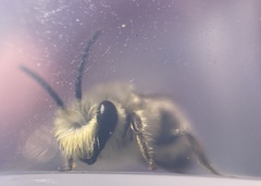 Colletes