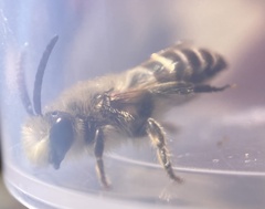 Colletes
