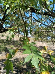 Bursera