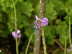 Thyreus himalayensis