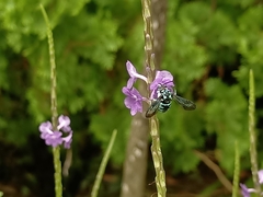 Thyreus himalayensis
