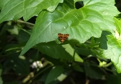 Choreutis