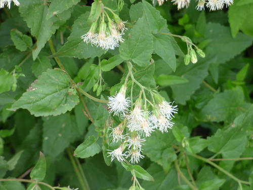 Brickelliastrum fendleri (A.Gray) R.M.King & H.Rob.