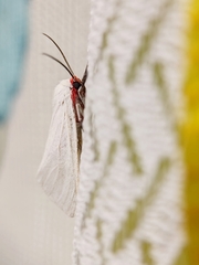 Pygarctia