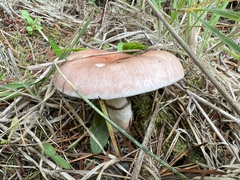 Gomphidius subroseus