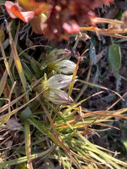 Gentiana algida