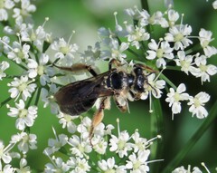 Andrena crataegi