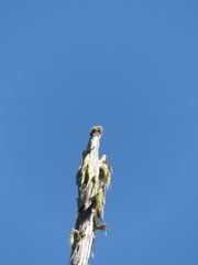 Acroscyphus sphaerophoroides