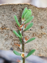 Camphorosmeae