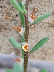 Camphorosmeae