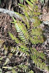 Pteridium aquilinum pseudocaudatum