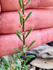 Camphorosmeae