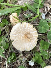 Agrocybe praecox