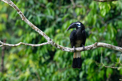 Anorrhinus galeritus