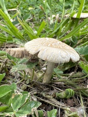 Agrocybe praecox