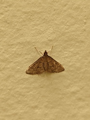 Steniini