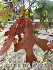 Quercus ellipsoidalis
