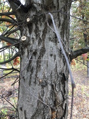 Quercus ellipsoidalis