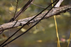 Lestidae
