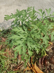 Parthenium hysterophorus