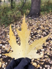 Acer saccharinum