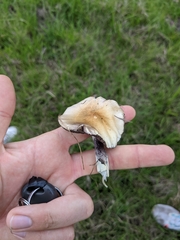 Psilocybe cubensis