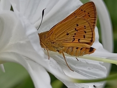 Cephrenes trichopepla