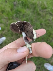 Psilocybe cubensis
