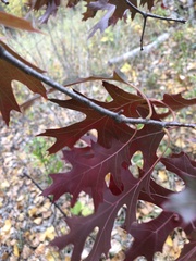 Quercus ellipsoidalis