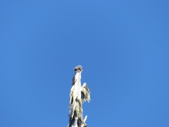 Acroscyphus sphaerophoroides