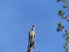 Acroscyphus sphaerophoroides