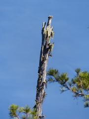 Acroscyphus sphaerophoroides