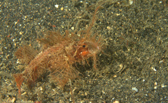 Pteroidichthys amboinensis