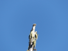 Acroscyphus sphaerophoroides