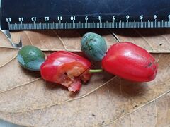 Podocarpus dispermus