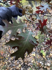 Quercus ellipsoidalis