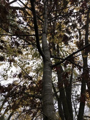 Quercus ellipsoidalis